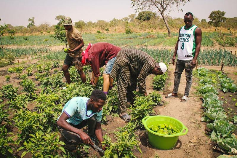 Bambako Eco Farm, Foto: Yirabah Gambia e.V. 2022